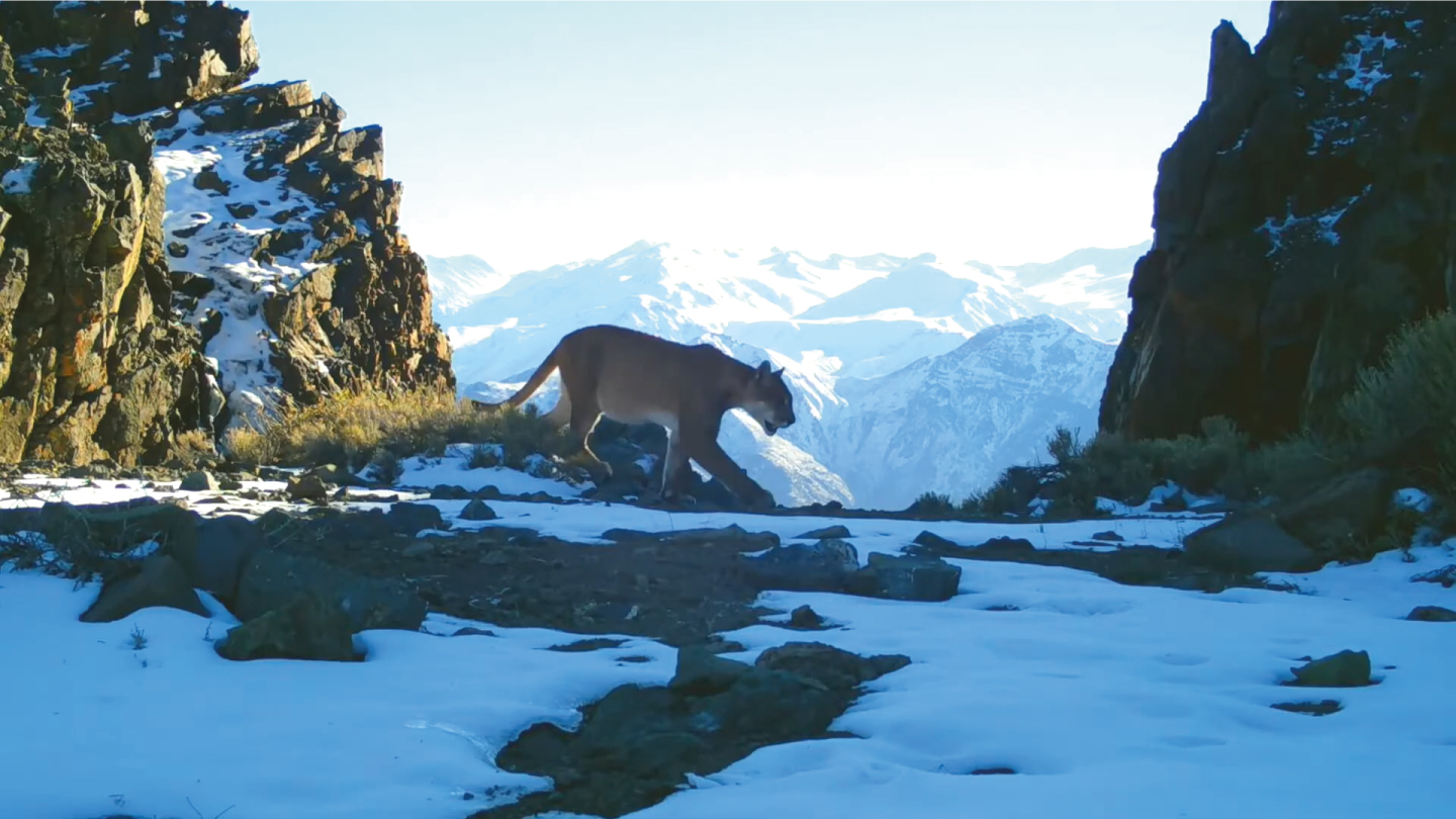 El-primer-documental-sobre-el-gato-andino-2