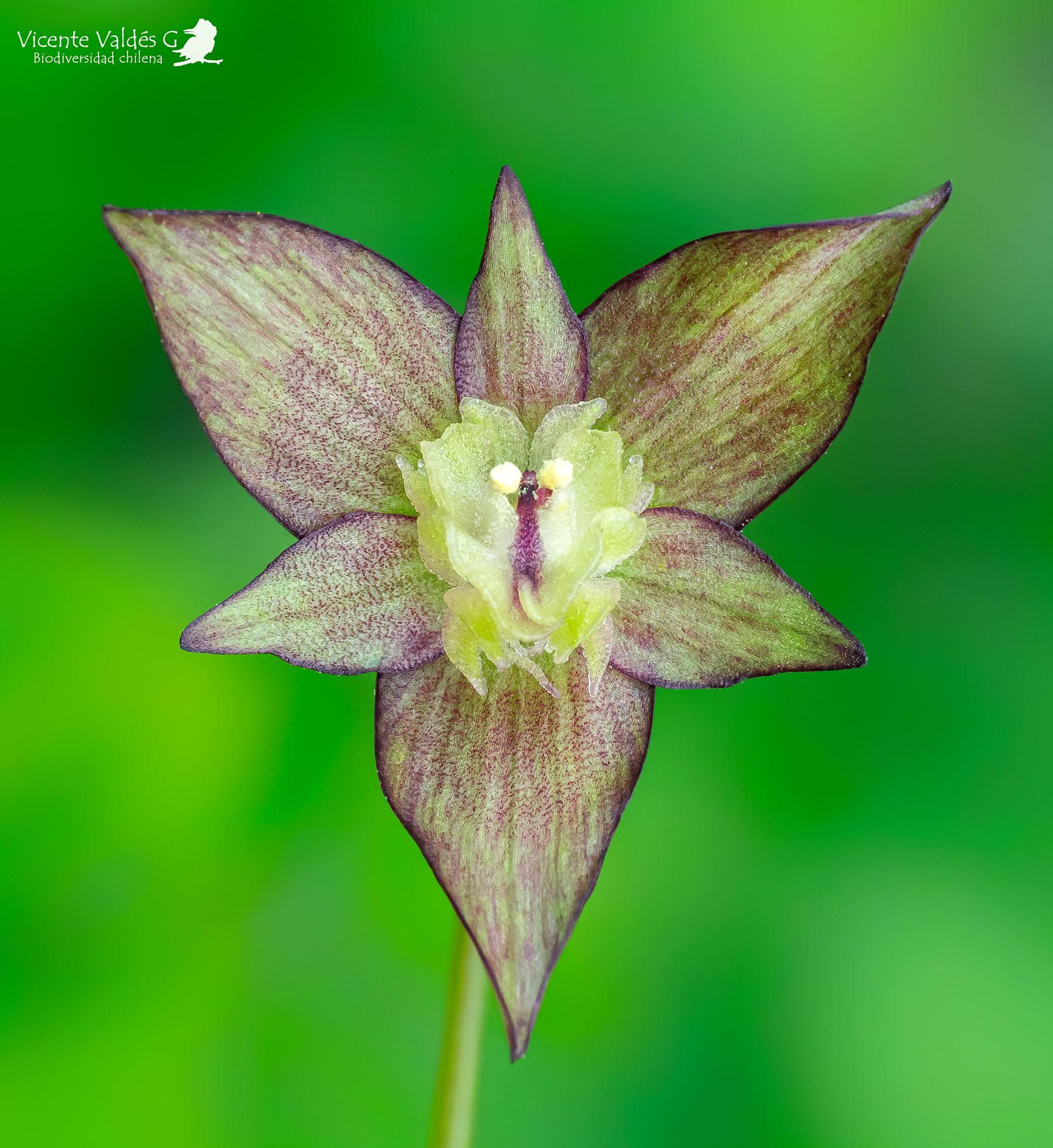 Gilliesia taguataguensis - Fotografías de Vicente Valdés