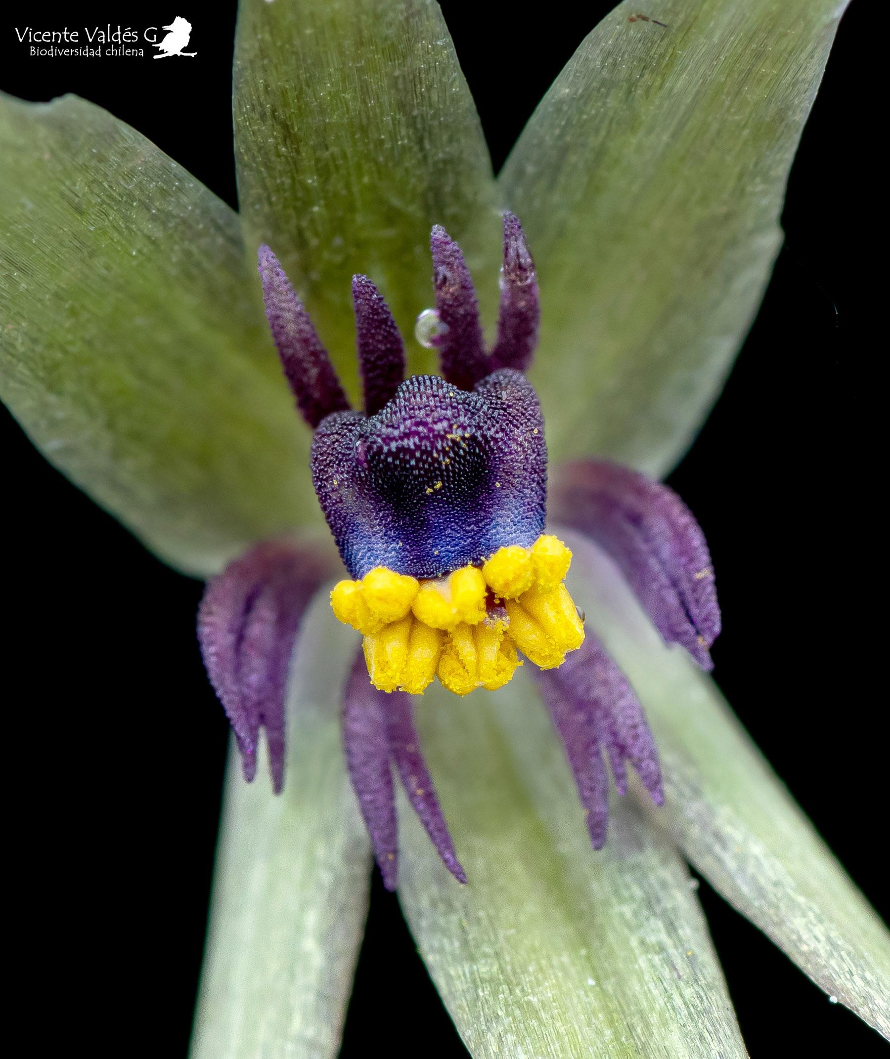 Miersia nahuelbutensis - Fotografías de Vicente Valdés