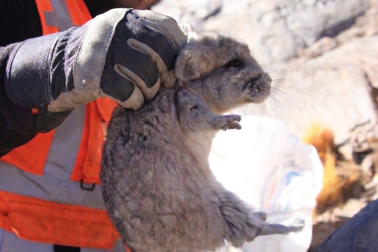 conservacion-de-chinchilla-chinchilla
