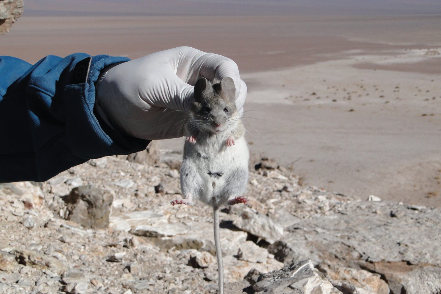 conservacion-de-chinchilla
