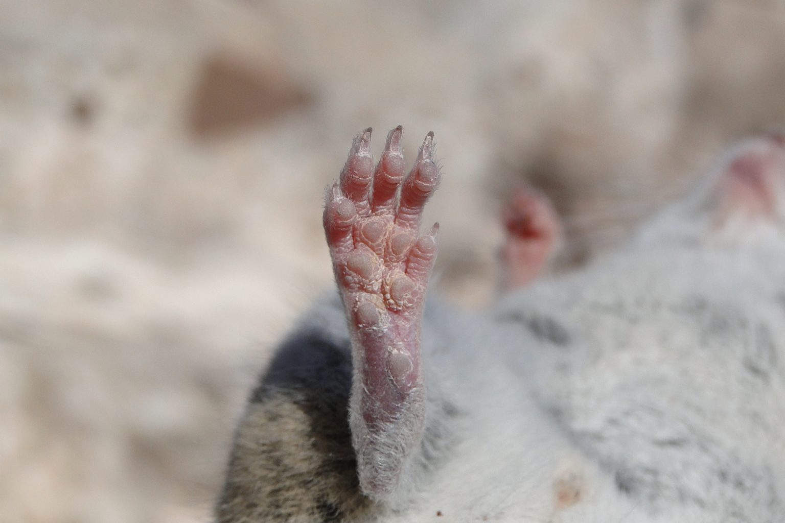 pata-chinchilla-chinchilla